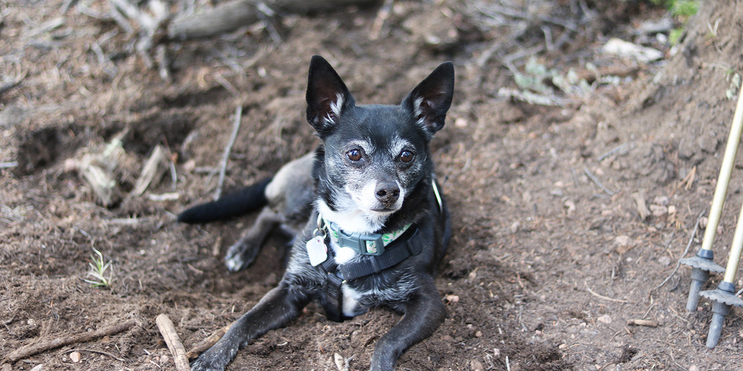 10 TIPS FOR BACKPACKING WITH YOUR DOG