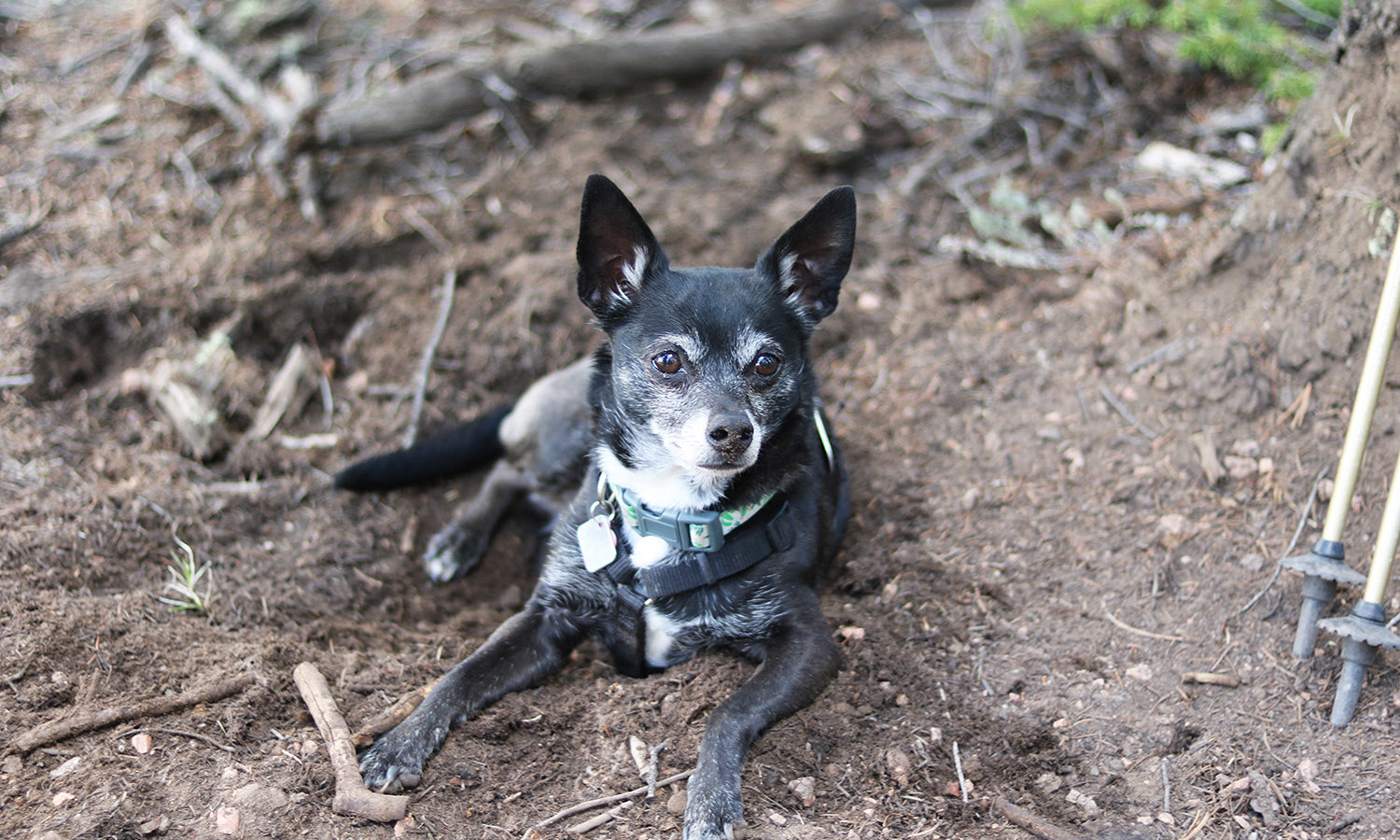 10 TIPS FOR BACKPACKING WITH YOUR DOG