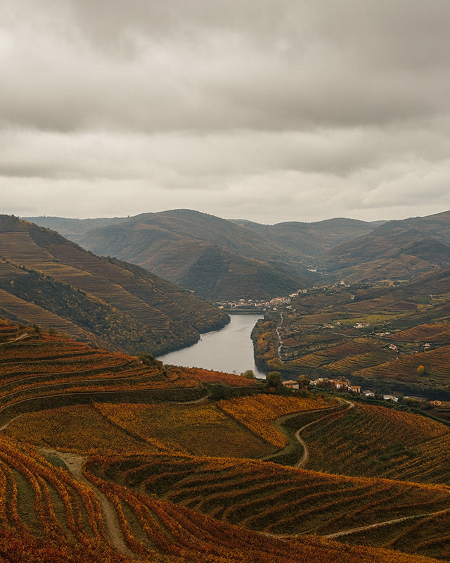 portugal vineyards during fall harvest