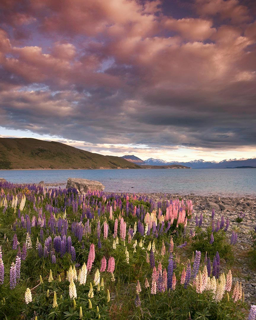 Field of pink, white, and purple lupins in Lake Tepago, New Zealand